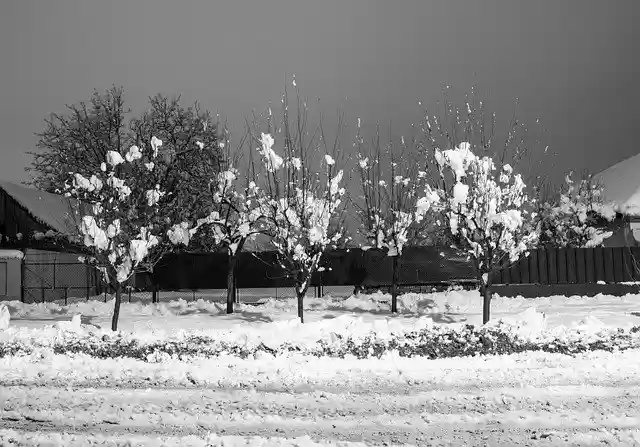 Free download Nature Winter Trees -  free photo or picture to be edited with GIMP online image editor