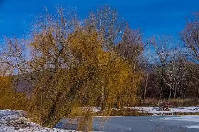 Téléchargement gratuit Nature Wood Winter - photo ou image gratuite à éditer avec l'éditeur d'images en ligne GIMP