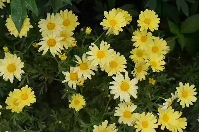 Free download Nature Yellow Flower -  free photo or picture to be edited with GIMP online image editor