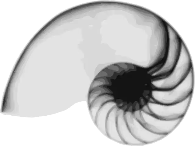 دانلود رایگان Nautilus Sea Shell - گرافیک وکتور رایگان در تصویر رایگان Pixabay برای ویرایش با ویرایشگر تصویر آنلاین رایگان GIMP