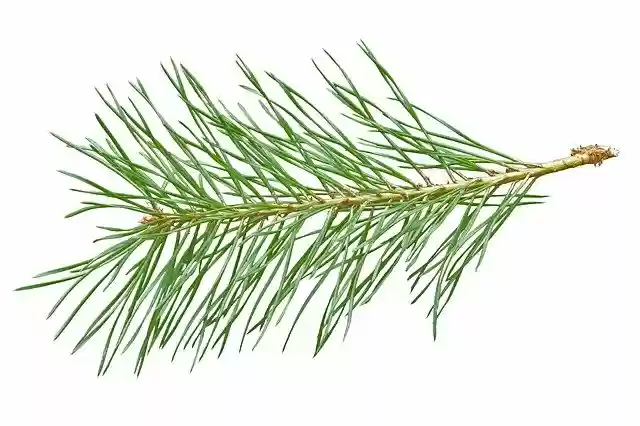 Free picture Needles Scotch Pine Needle Branch -  to be edited by GIMP free image editor by OffiDocs