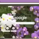 Nemesia Strumosa  screen for extension Chrome web store in OffiDocs Chromium