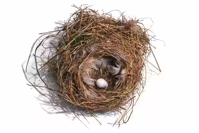Free download Nest BirdS Bird -  free photo or picture to be edited with GIMP online image editor