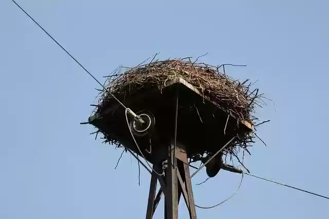 Free download Nest Birds Eggs -  free photo or picture to be edited with GIMP online image editor