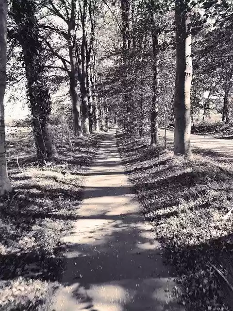 Free download Netherlands Forest Path -  free photo or picture to be edited with GIMP online image editor