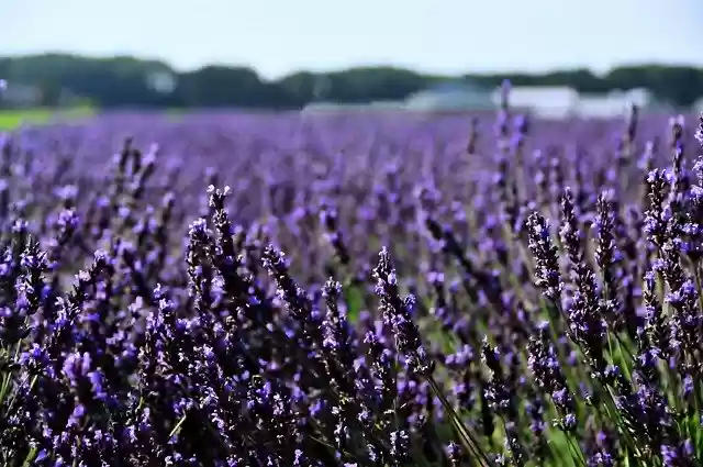Free download Netherlands Holland Lavender -  free photo or picture to be edited with GIMP online image editor