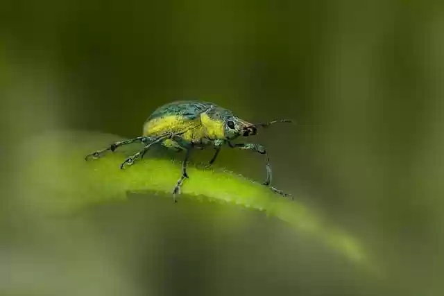 Kostenloser Download Brennnessel Rüsselkäfer Insekt Käfer Gras kostenloses Bild zur Bearbeitung mit GIMP kostenloser Online-Bildbearbeitung