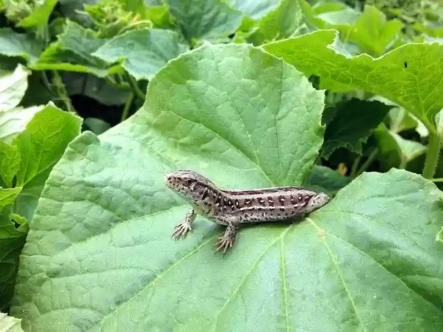 Free download Newt The Lizard Foliage -  free photo or picture to be edited with GIMP online image editor