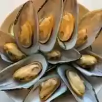 Free download New Zealand Greenshell Mussels free photo or picture to be edited with GIMP online image editor