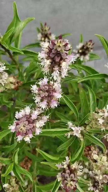 Free download Niazbo Sweet Basil Tiny Flowers -  free photo or picture to be edited with GIMP online image editor