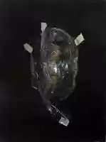 Free download nicola samori free photo or picture to be edited with GIMP online image editor