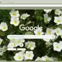 Nierembergia  screen for extension Chrome web store in OffiDocs Chromium Nierembergia  screen for extension Chrome web store in OffiDocs Chromium