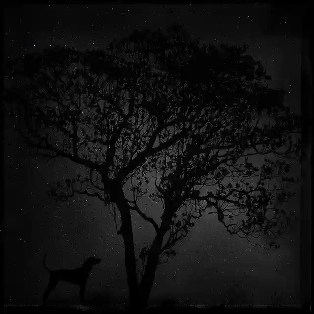 Free download Night Dark Landscape -  free illustration to be edited with GIMP free online image editor