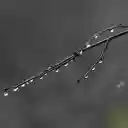 night dew drops  screen for extension Chrome web store in OffiDocs Chromium