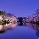 Night Sakura The Serene Beauty of Osaka  screen for extension Chrome web store in OffiDocs Chromium