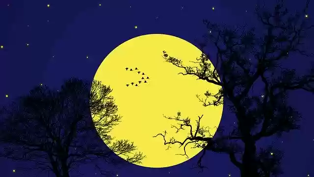 Free download Night Wild Nature -  free illustration to be edited with GIMP free online image editor