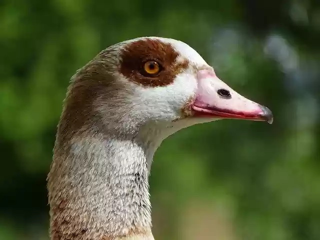 Free download Nilgans Macro View -  free photo or picture to be edited with GIMP online image editor