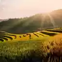 Nine terraced fields  screen for extension Chrome web store in OffiDocs Chromium