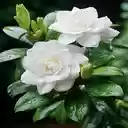 Noble camellia wallpaper  screen for extension Chrome web store in OffiDocs Chromium