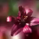 Noble lilies  screen for extension Chrome web store in OffiDocs Chromium