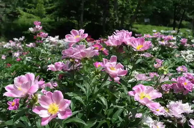Free download noel online gift shop flower nature free picture to be edited with GIMP free online image editor