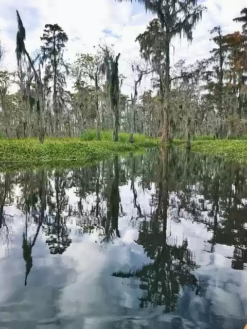 Free download Nola Wetland -  free photo or picture to be edited with GIMP online image editor