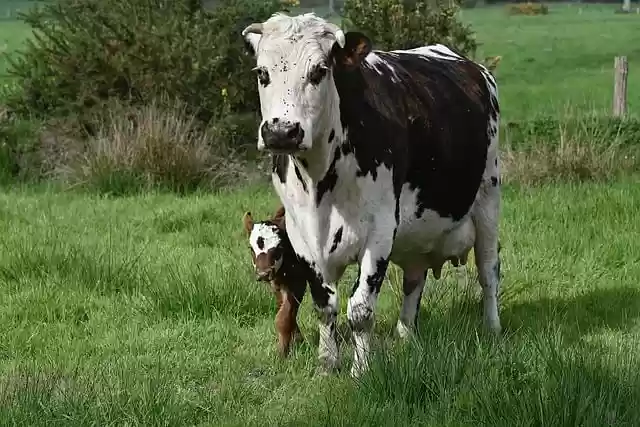 Free download norman cow calf free picture to be edited with GIMP free online image editor