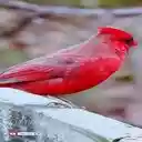 Northern Cardinal Wallpaper  screen for extension Chrome web store in OffiDocs Chromium