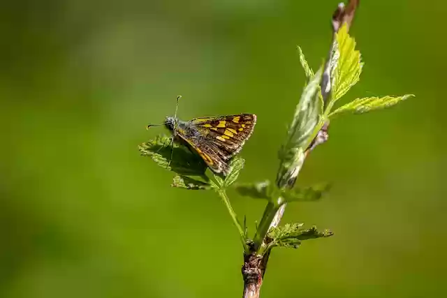 Free download northern chequered skipper free picture to be edited with GIMP free online image editor