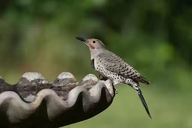 Free download northern flicker flicker woodpecker free picture to be edited with GIMP free online image editor