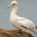 Northern Gannet: The Elegant Diver of the Sea  screen for extension Chrome web store in OffiDocs Chromium
