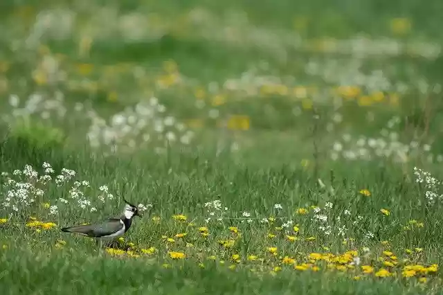 Free download Northern Lapwing Vanellus -  free photo or picture to be edited with GIMP online image editor