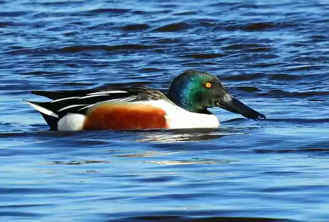 Free download northern shoveler duck plumage free picture to be edited with GIMP free online image editor