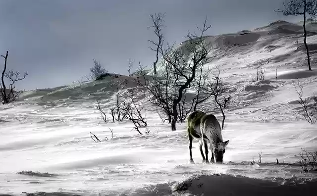 Free download Norway It Landscape -  free photo or picture to be edited with GIMP online image editor