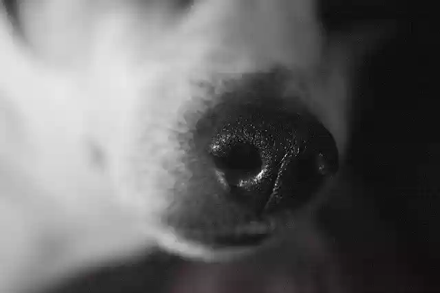 Free download Nose Dog Animal -  free photo or picture to be edited with GIMP online image editor