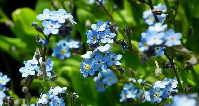 Free download Nots Blue Flowers free photo template to be edited with GIMP online image editor