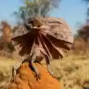 ntroduction to the Theme: Chlamydosaurus Kingii (Frilled Neck Lizard)  screen for extension Chrome web store in OffiDocs Chromium