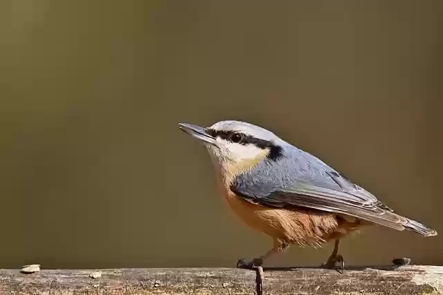Free download nuthatch bird nature wildlife free picture to be edited with GIMP free online image editor