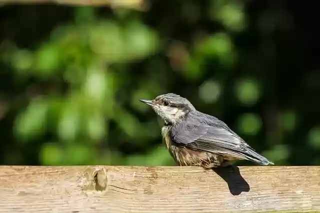 Free download nuthatch bird ornithology species free picture to be edited with GIMP free online image editor
