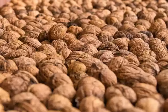 Free download nuts walnuts food healthy free picture to be edited with GIMP free online image editor