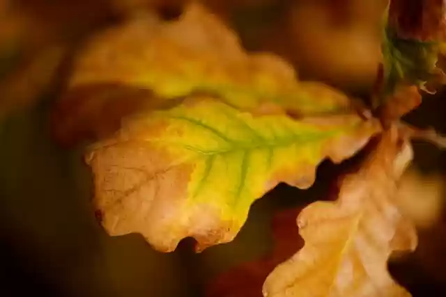 Free download oak leaves foliage plant trees free picture to be edited with GIMP free online image editor