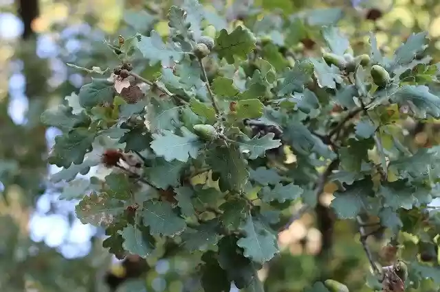 Free download Oak Tree Nature -  free photo or picture to be edited with GIMP online image editor