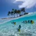 Oasis  screen for extension Chrome web store in OffiDocs Chromium