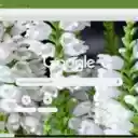 Obedient Plant White  screen for extension Chrome web store in OffiDocs Chromium