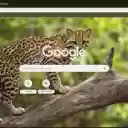Ocelot  screen for extension Chrome web store in OffiDocs Chromium