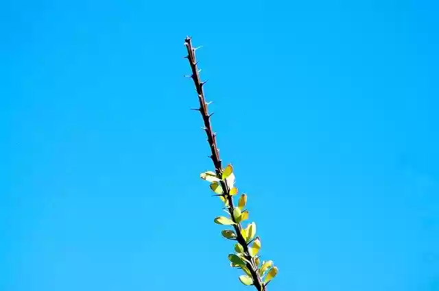Free download Ocotillo At City Of Rocks -  free photo or picture to be edited with GIMP online image editor