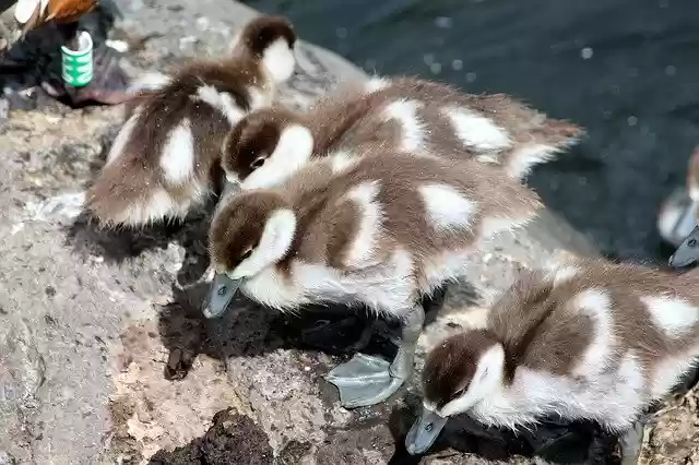 Free download Ogar Chicks Tadorna Ferruginea -  free photo or picture to be edited with GIMP online image editor