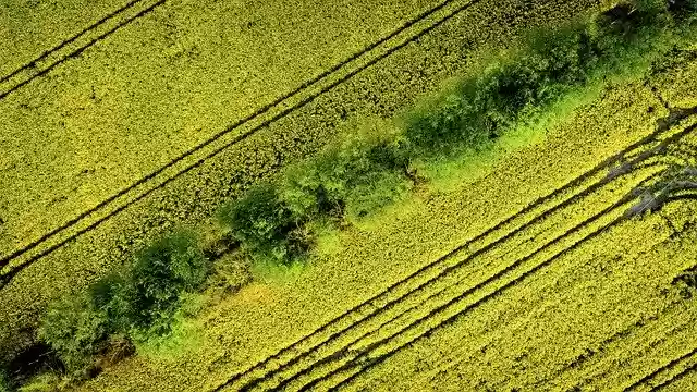 Free download Oilseed Rape Field Color -  free photo or picture to be edited with GIMP online image editor