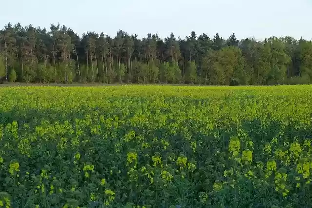 Free download Oilseed Rape Field Of -  free photo or picture to be edited with GIMP online image editor