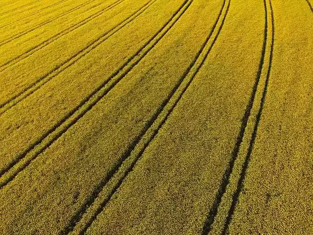 Free download Oilseed Rape Field Of Rapeseeds -  free free photo or picture to be edited with GIMP online image editor